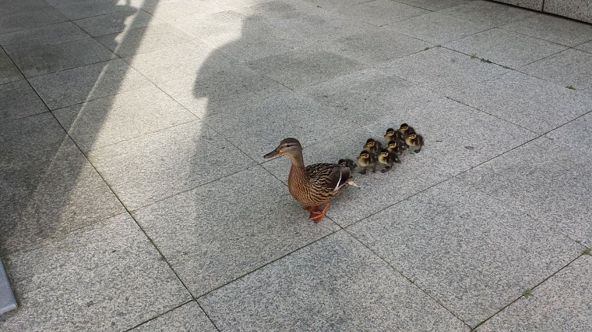 Bild: Entenfamilie