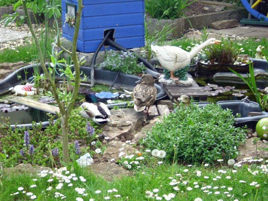 Bild: Alle V&ouml;gel sind schon da,