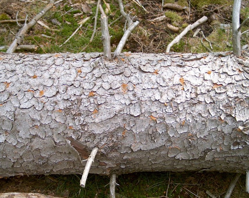 Bild: Borkenk&auml;fer