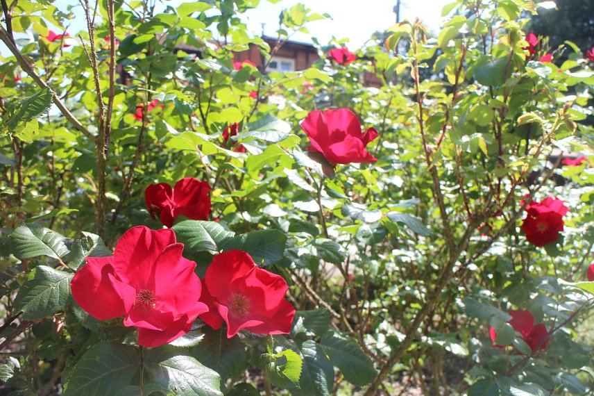 Bild: Die volle Gartenpracht im S&uuml;dharz kann am kommenden Samstag erkundet werden