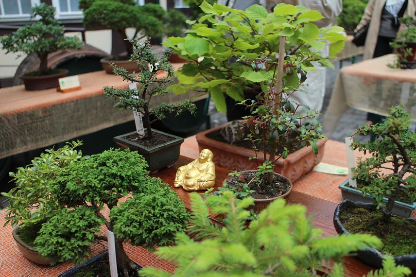 Bild: Fern&ouml;stliche Kunst in Gr&uuml;n - Bonsai-Ausstellung in der Echte Nordh&auml;user Traditionsbrennerei