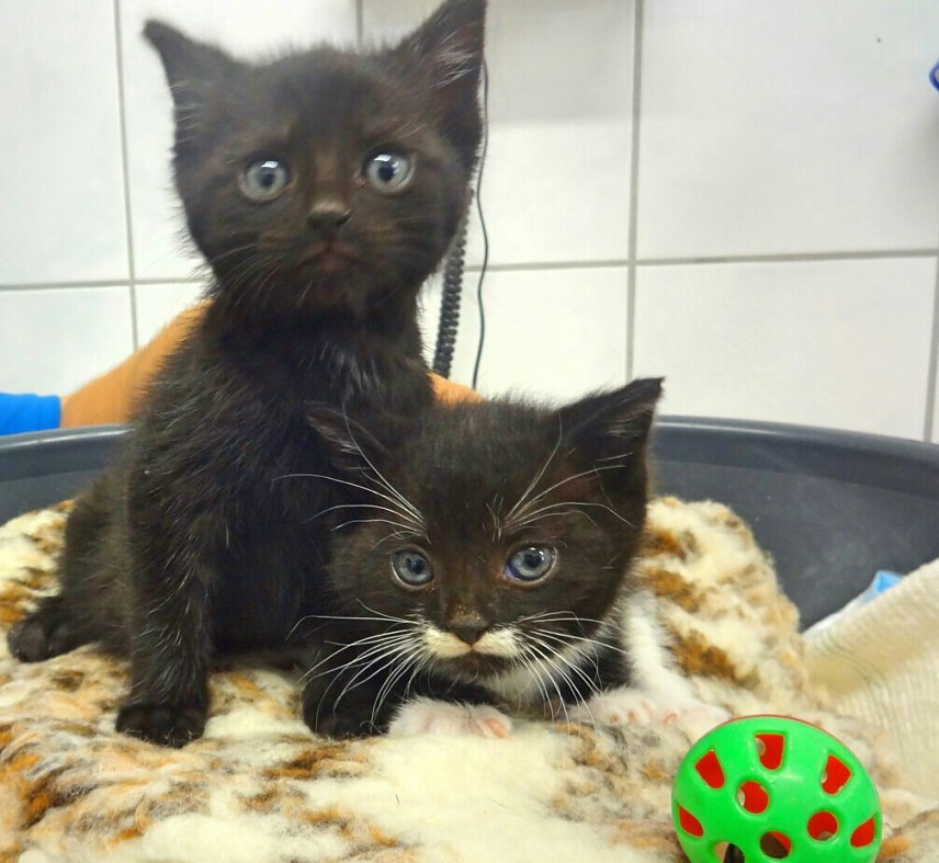 Bild: Die Katzenkinder Ali und Bino suchen ein neues Zuhause.