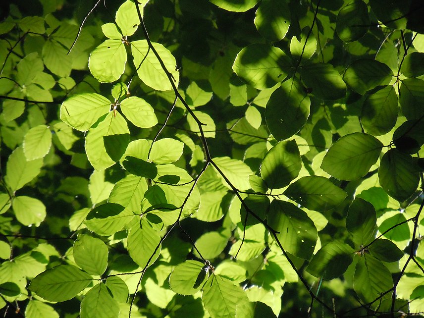 Bild: Der Baum steht im Mittelpunkt der Veranstaltungen mit Marion Wei&szlig;.