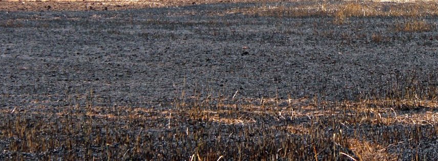 Bild: Und wieder brennt ein Feld