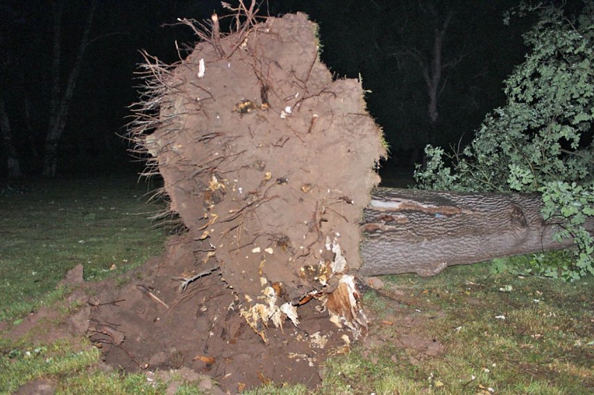 Bild: Sturmsch&auml;den im Schlosspark Sondershausen