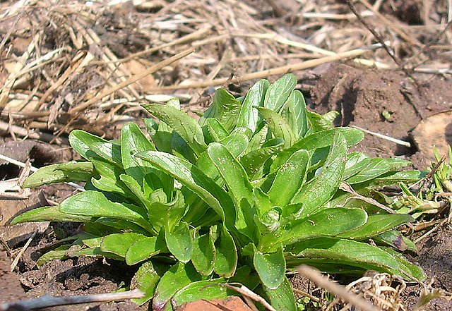 Bild: Feldsalat