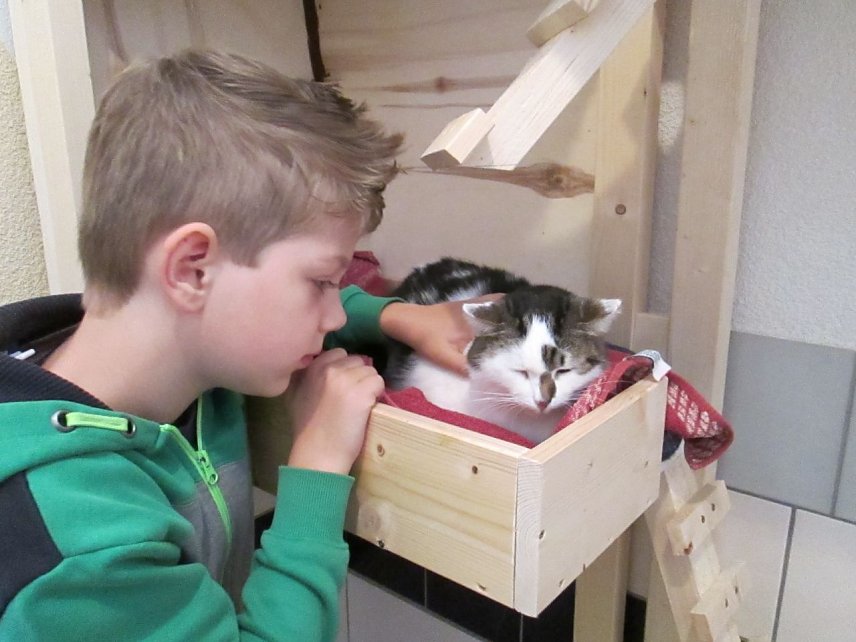 Bild: Katzen besch&auml;ftigen