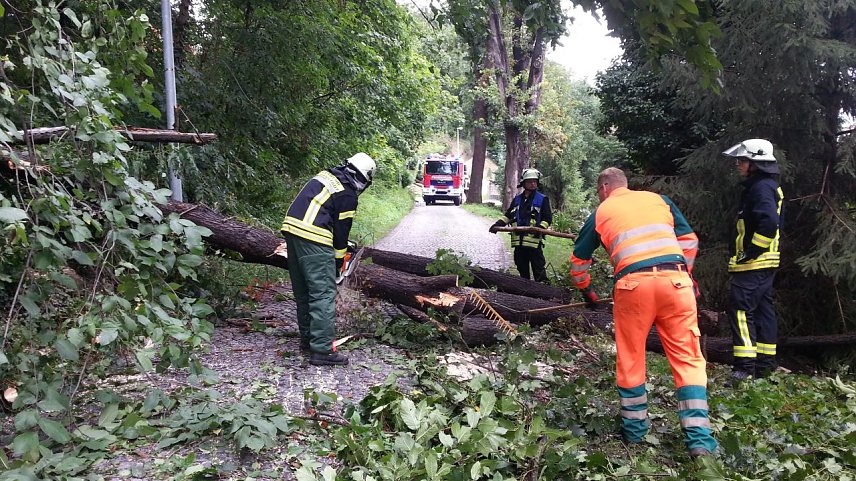 Bild: Baum umgest&uuml;rzt