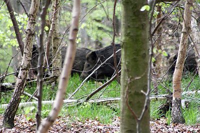 Bild: Vortrag &uuml;ber das Schwarzwild