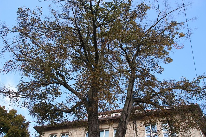 Bild: Die Linde vor dem Nordh&auml;user Rathaus muss weichen