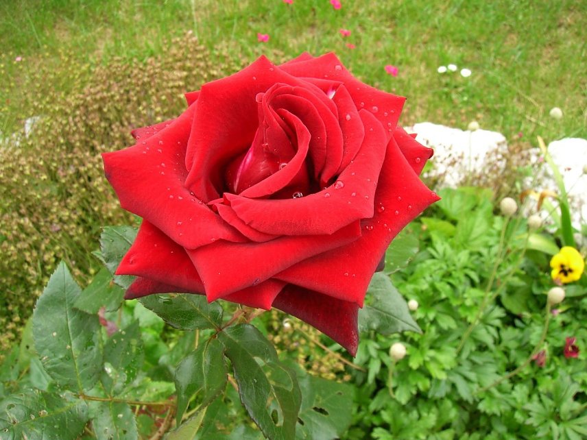 Bild: Neue Rosen sollten im Herbst angepflanzt werden