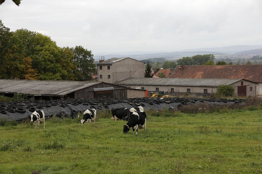 Bild: Milchviehanlage in Auleben