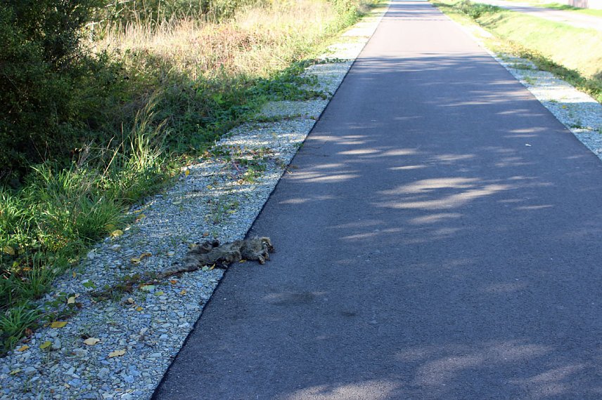 Bild: Sind ja bloss Radfahrer?