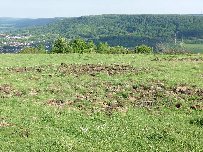 Bild: Wildschaden auf Frauenberg