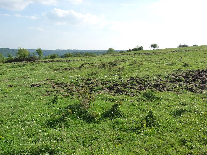 Bild: Wildschaden auf Frauenberg