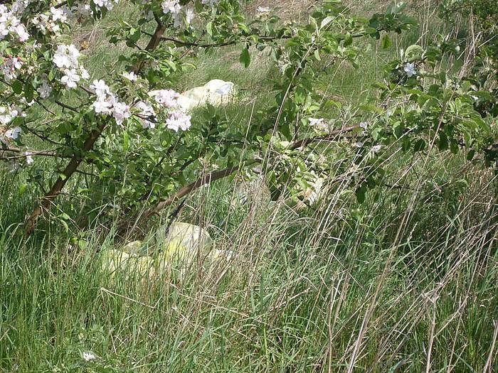 Bild: Natur pru