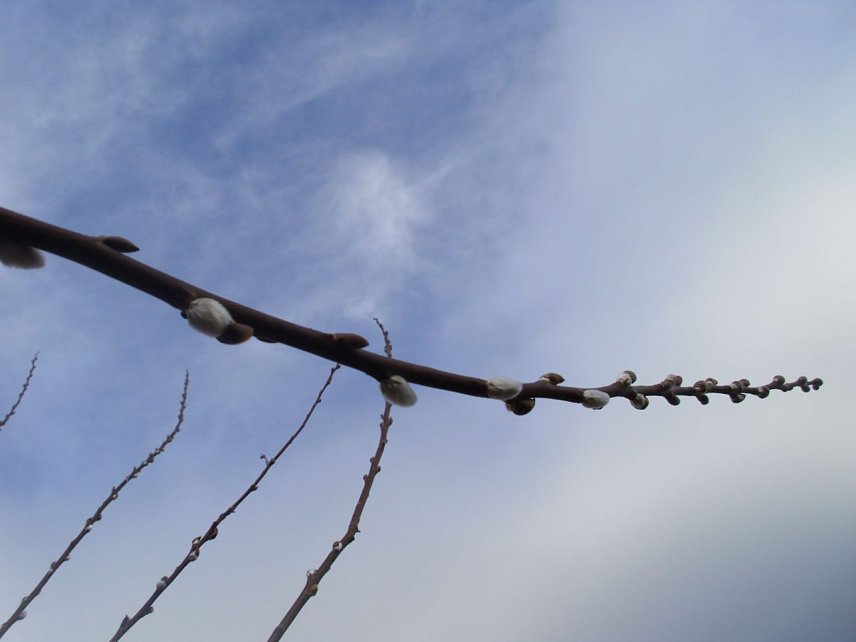 Bild: Hurra der Fr&uuml;hling ist da