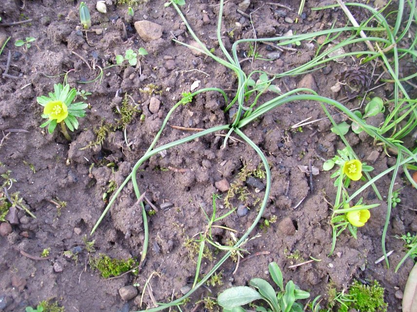 Bild: Hurra der Fr&uuml;hling ist da