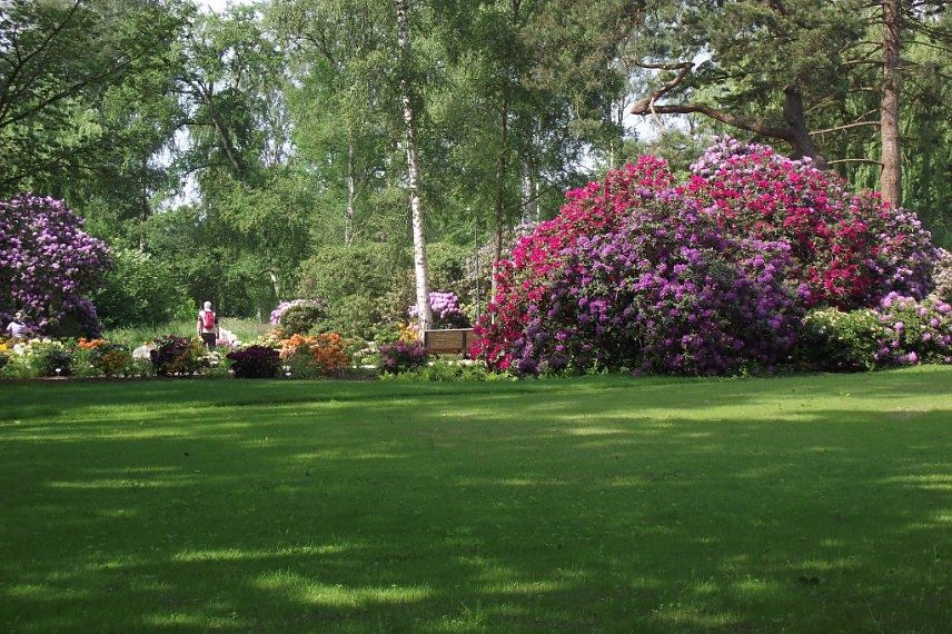 Bild: Eine Pracht: die bl&uuml;henden Rhododendren in der Rosenstadt Eutin.