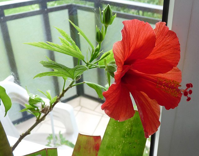 Bild: Hibiskus