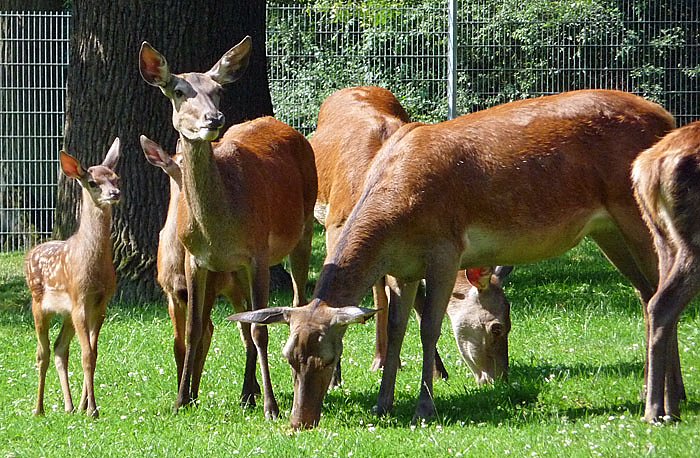 Bild: Nachwuchs im gehege