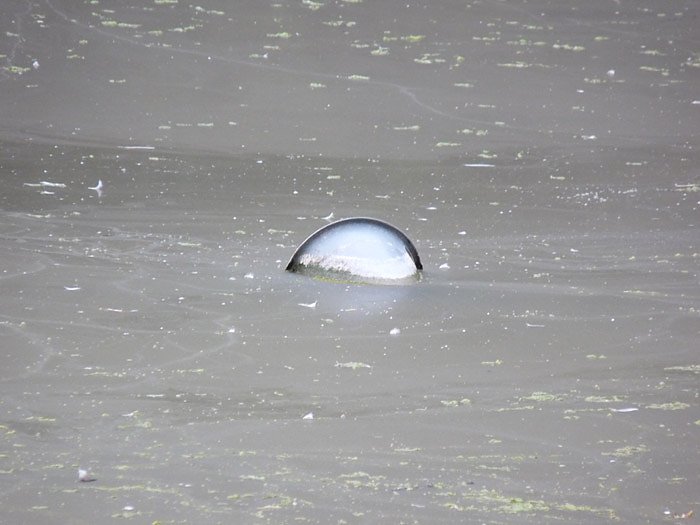 Bild: Sanierung Parkteich