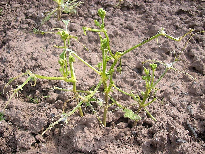 Bild: Gartensch&auml;dlinge