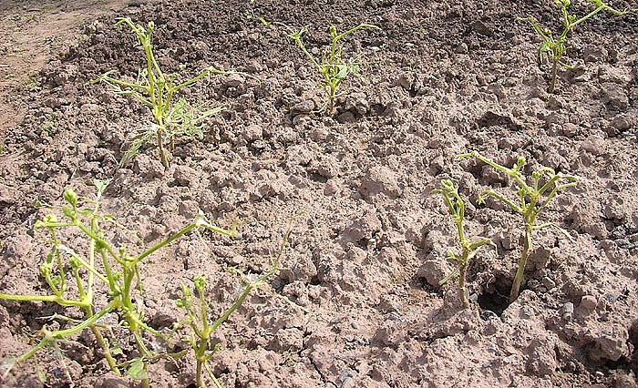 Bild: Gartensch&auml;dlinge