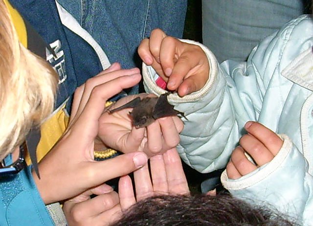 Bild: Fledermaus