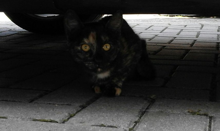 Bild: Fundkatze in der Altstadt