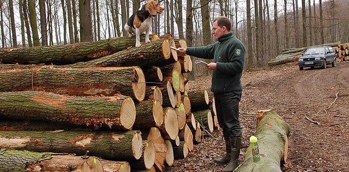 Bild: Begehrtes Holz