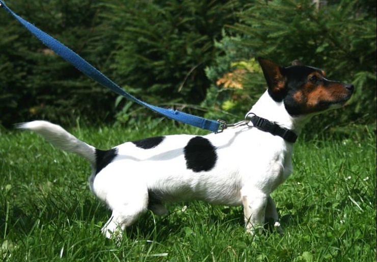 Bild: snoopy