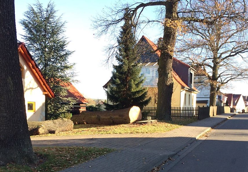 Bild: Gef&auml;llte Eiche