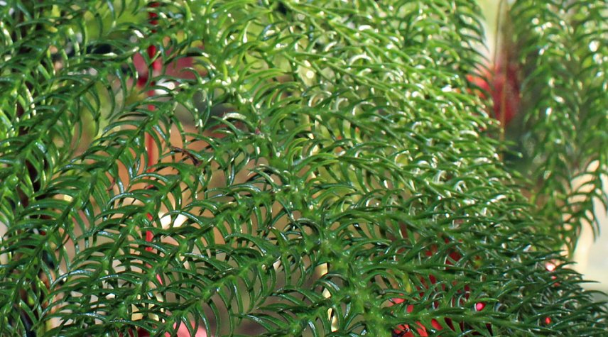 Bild: Der &ouml;kologischen Weihnachtsbaum