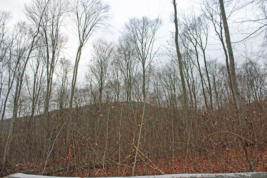 Bild: Holzernte in Seega