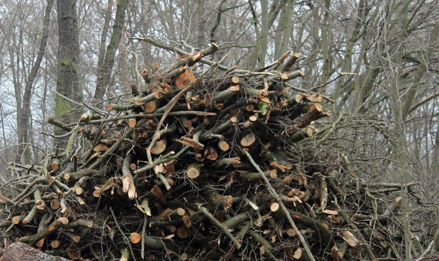 Bild: Holzernte in Seega