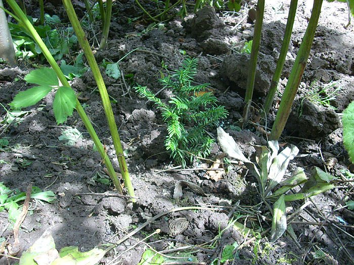 Bild: B&auml;ume im Garten