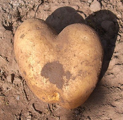 Bild: Kartoffelherz