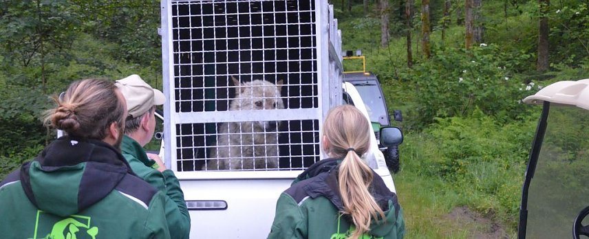 Bild: Wolftransport
