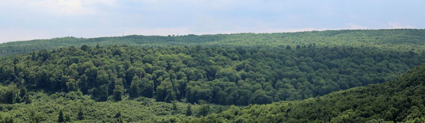 Bild: Klare Absage zum Waldtausch