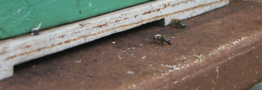 Bild: Erster Nordth&uuml;ringer Bienenlehrpfad er&ouml;ffnet