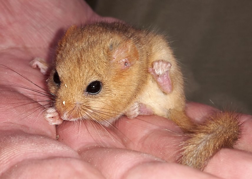 Bild: Haselmaus