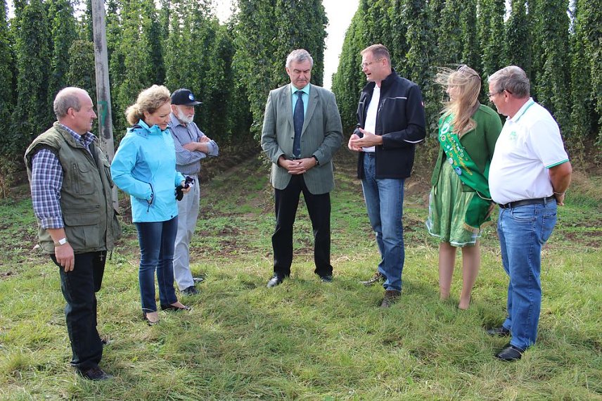 Bild: Start der Hopfenernte in Gro&szlig;enehrich