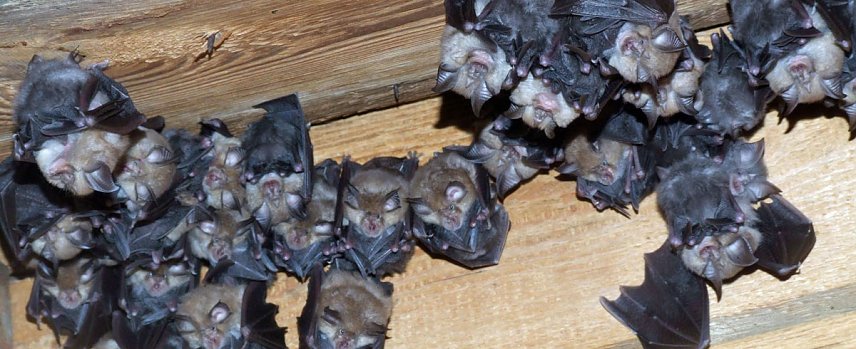 Bild: Besuch aus dem polnischen "Hufiland"
