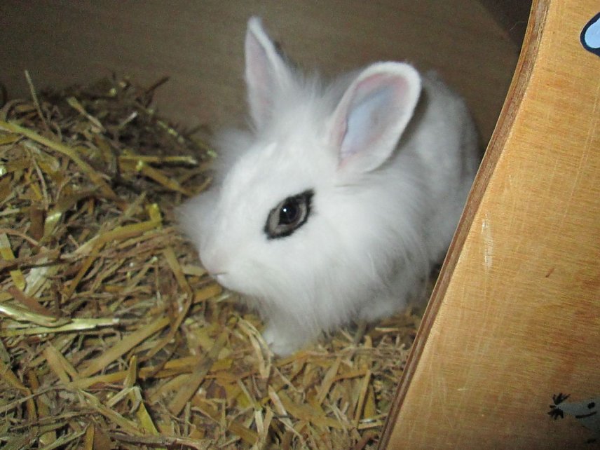 Bild: Kaninchen