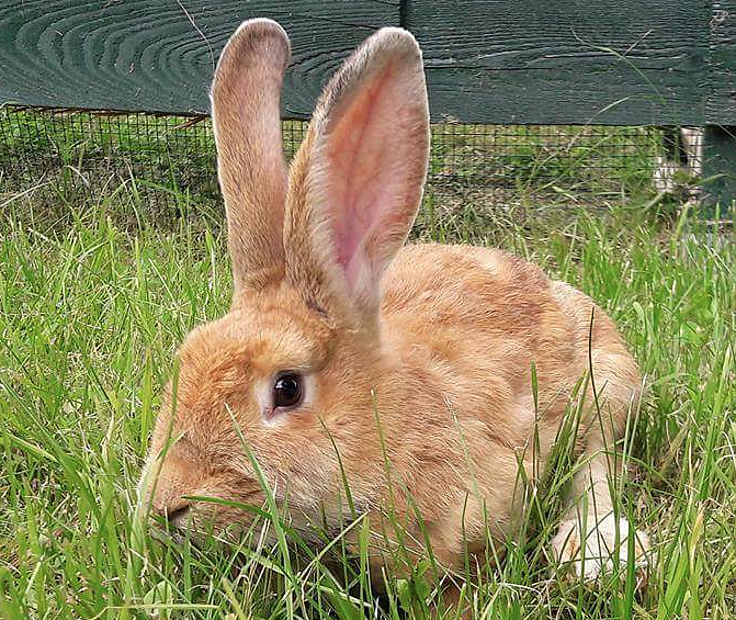 Bild: Tier der Woche: Lieselotte