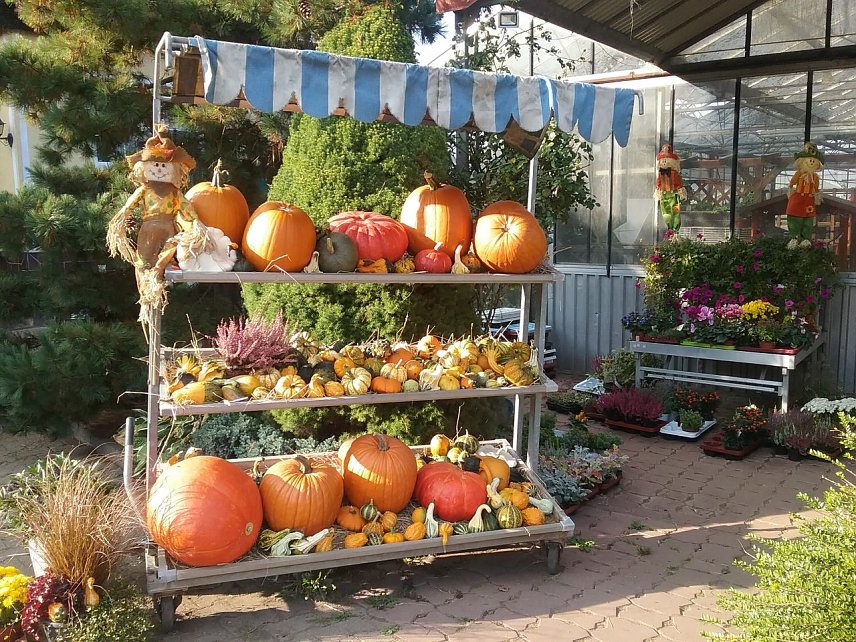 Bild: K&uuml;rbis- und Zwiebelmarkt in Nordhausen