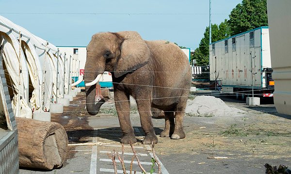Bild: Elefant im Zirkus Krone