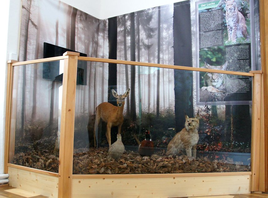 Bild: Der Luchs ist zur&uuml;ck!