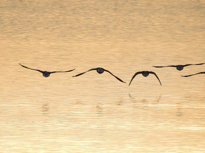 Bild: Kraniche im Anflug